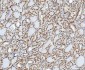Anti-YY1 Antibody Picoband™ (monoclonal, 3F3E7)